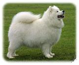 Samoyed